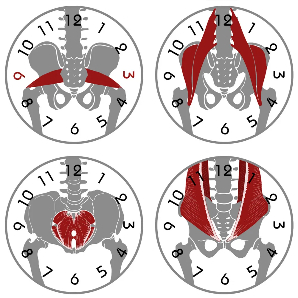 Pelvic Clock® Exercise Device